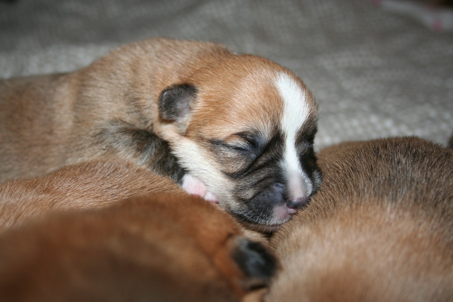 Puppies